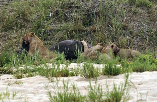 Foto - Bu sefer kim kazanacak?