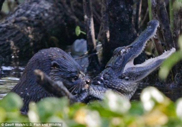 Bu sefer su samuru timsaha saldırdı!
