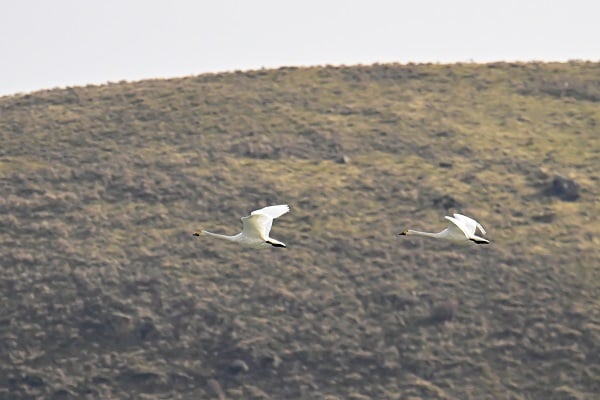 Foto - Bu sene bazı kuşlar göç etmeyi unuttu