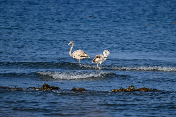 Foto - Bu sene bazı kuşlar göç etmeyi unuttu