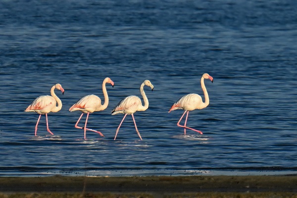 Foto - Bu sene bazı kuşlar göç etmeyi unuttu