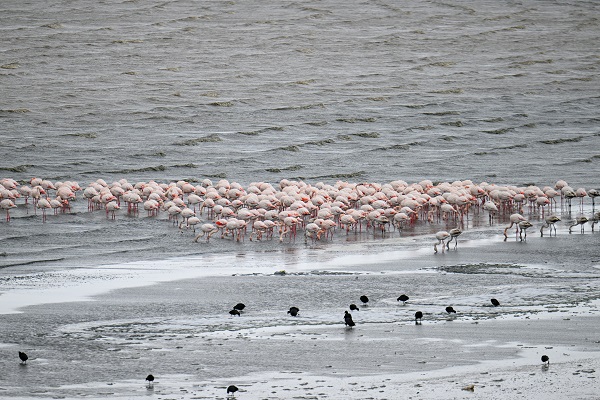 Foto - Bu sene bazı kuşlar göç etmeyi unuttu