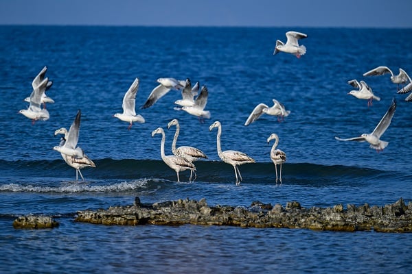 Foto - Bu sene bazı kuşlar göç etmeyi unuttu