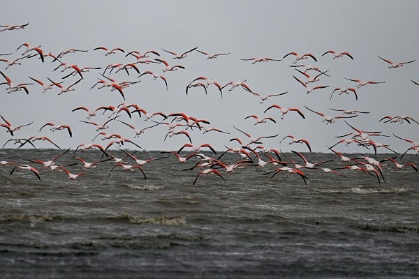 Foto - Bu sene bazı kuşlar göç etmeyi unuttu