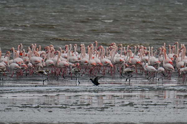 Foto - Bu sene bazı kuşlar göç etmeyi unuttu