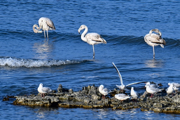 Foto - Bu sene bazı kuşlar göç etmeyi unuttu