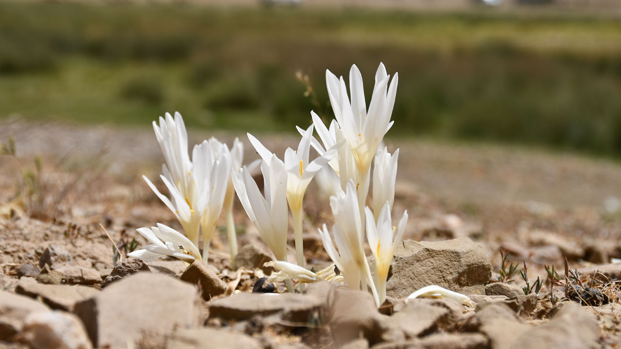 Foto - Bu sene erken açtı! Bu çiçekler açınca yayladan ayrılıyorlar