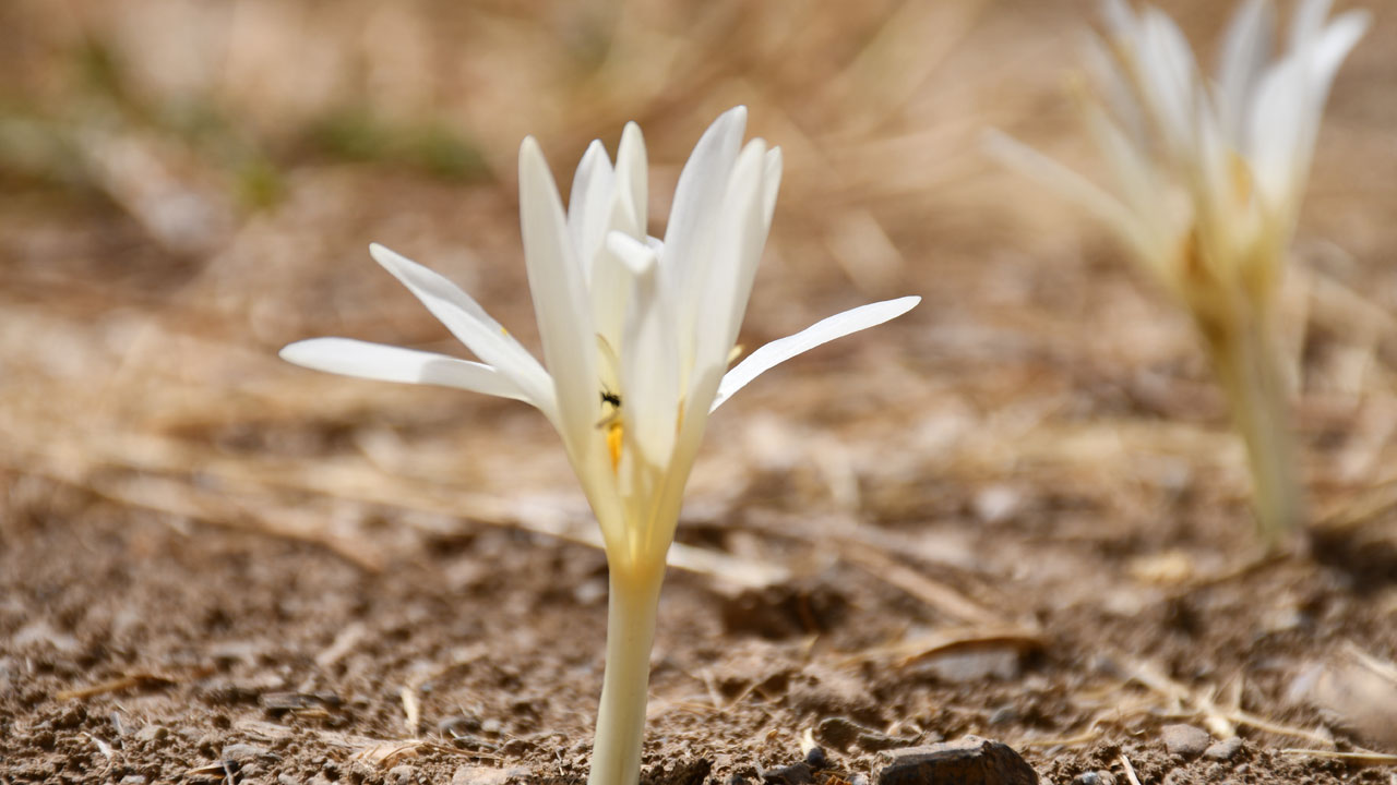 Bu sene erken açtı! Bu çiçekler açınca yayladan ayrılıyorlar