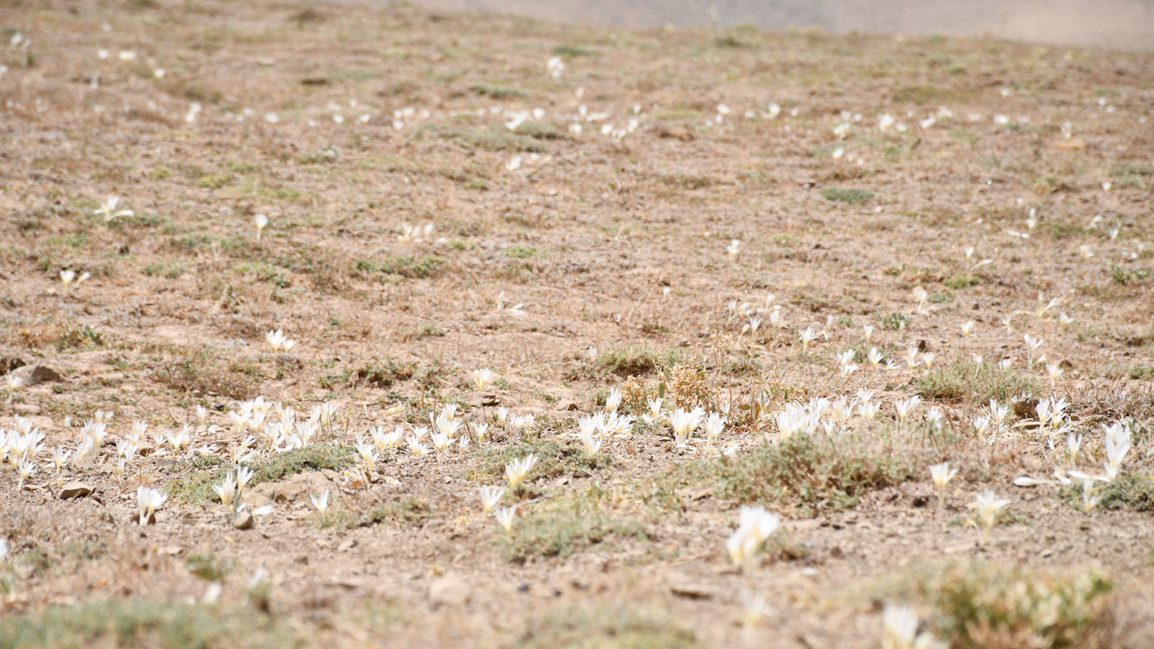 Foto - Bu sene erken açtı! Bu çiçekler açınca yayladan ayrılıyorlar