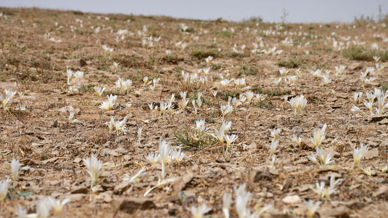 Foto - Bu sene erken açtı! Bu çiçekler açınca yayladan ayrılıyorlar