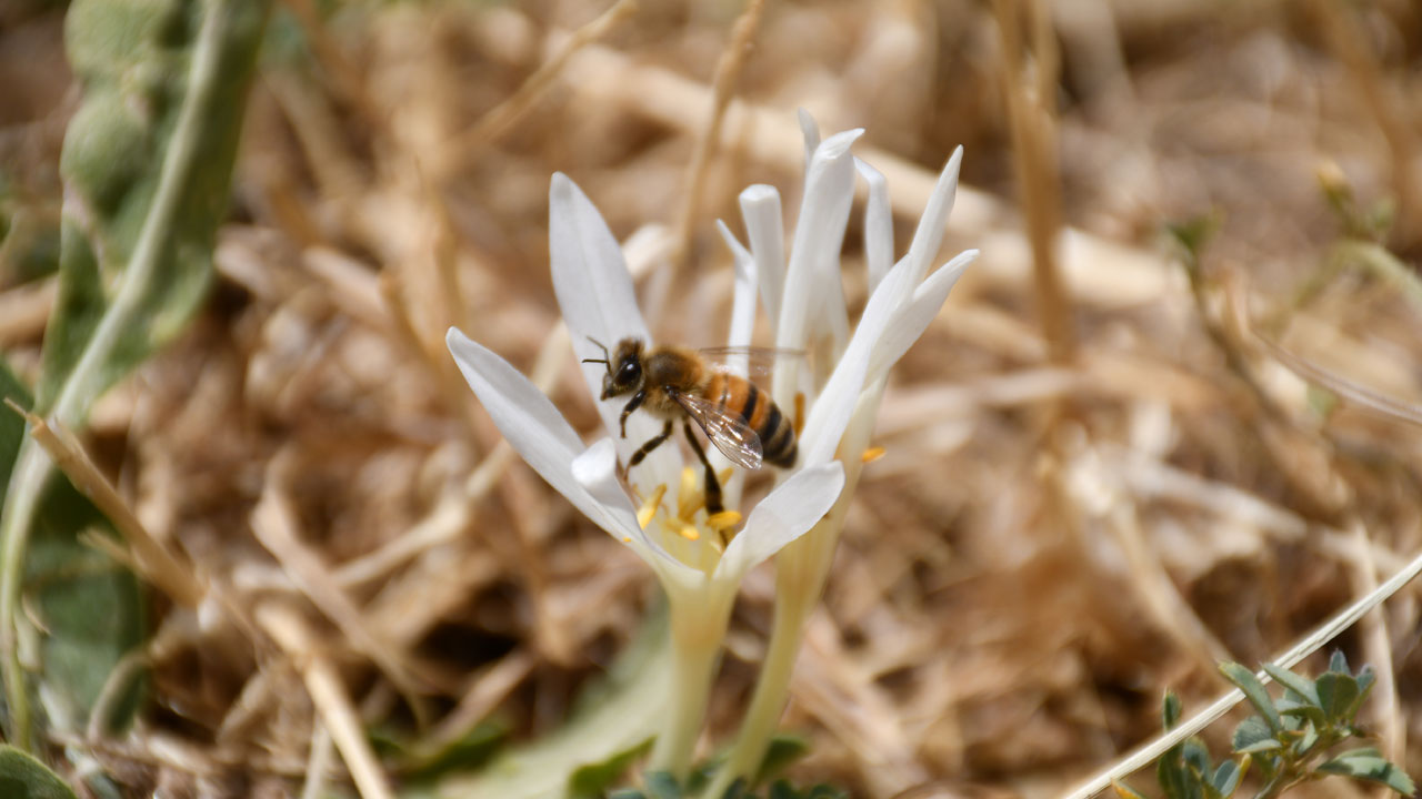 Foto - Bu sene erken açtı! Bu çiçekler açınca yayladan ayrılıyorlar