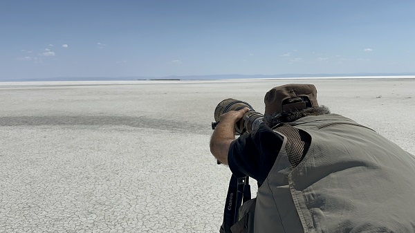 Foto - Bu sene Tuz Gölü'nde 4 bin 300 flamingo dünyaya geldi