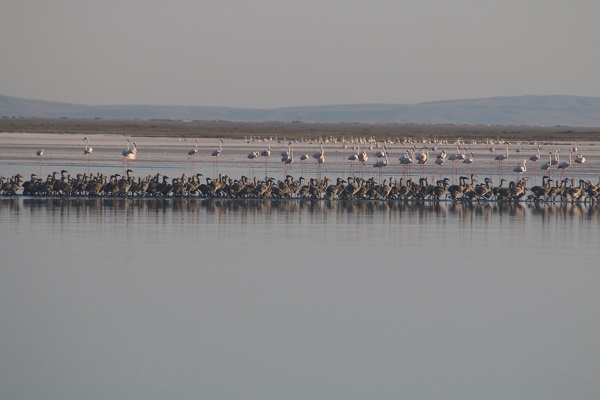 Foto - Bu sene Tuz Gölü'nde 4 bin 300 flamingo dünyaya geldi