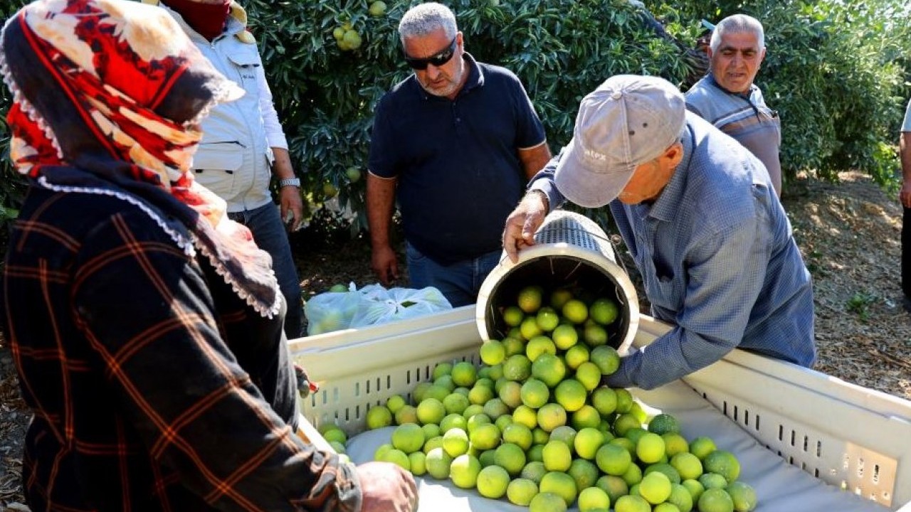 Foto - Bu sene yüzleri güldürecek! Mandalina hasadı verimli geçti