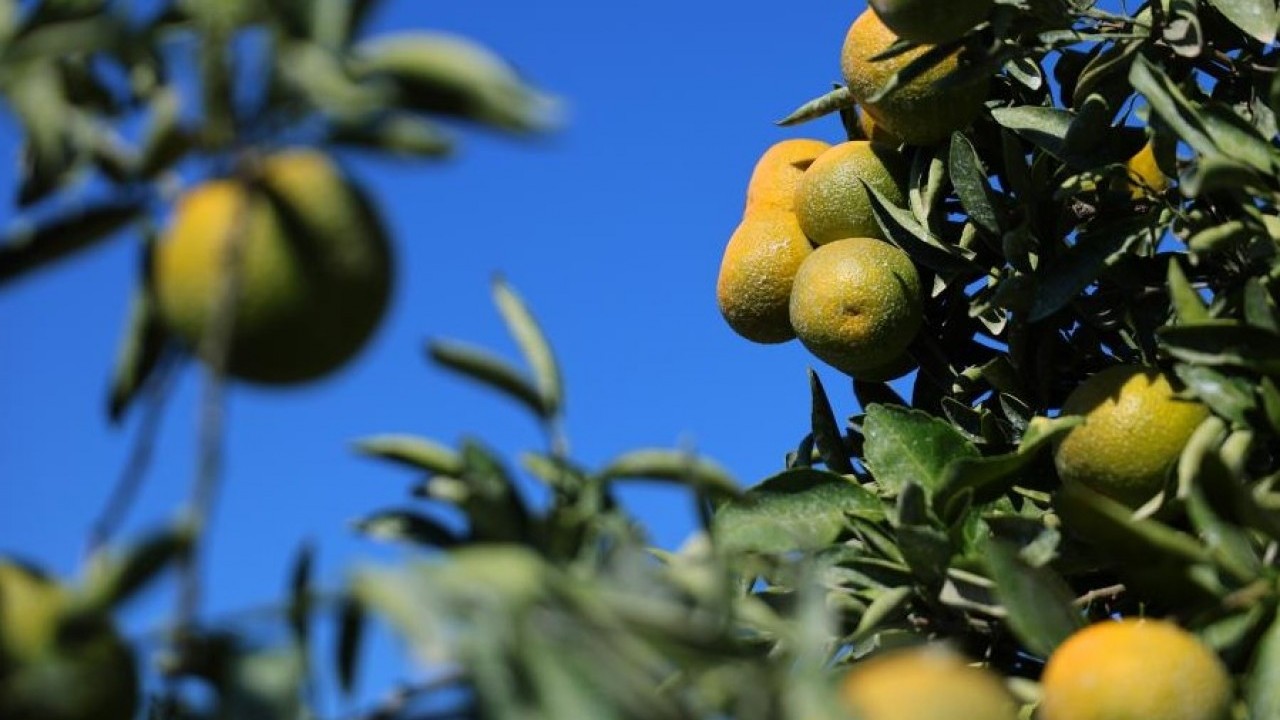 Foto - Bu sene yüzleri güldürecek! Mandalina hasadı verimli geçti