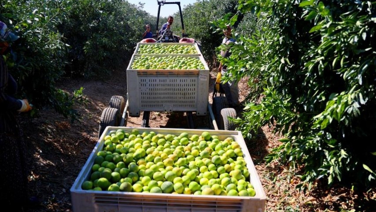 Bu sene yüzleri güldürecek! Mandalina hasadı verimli geçti