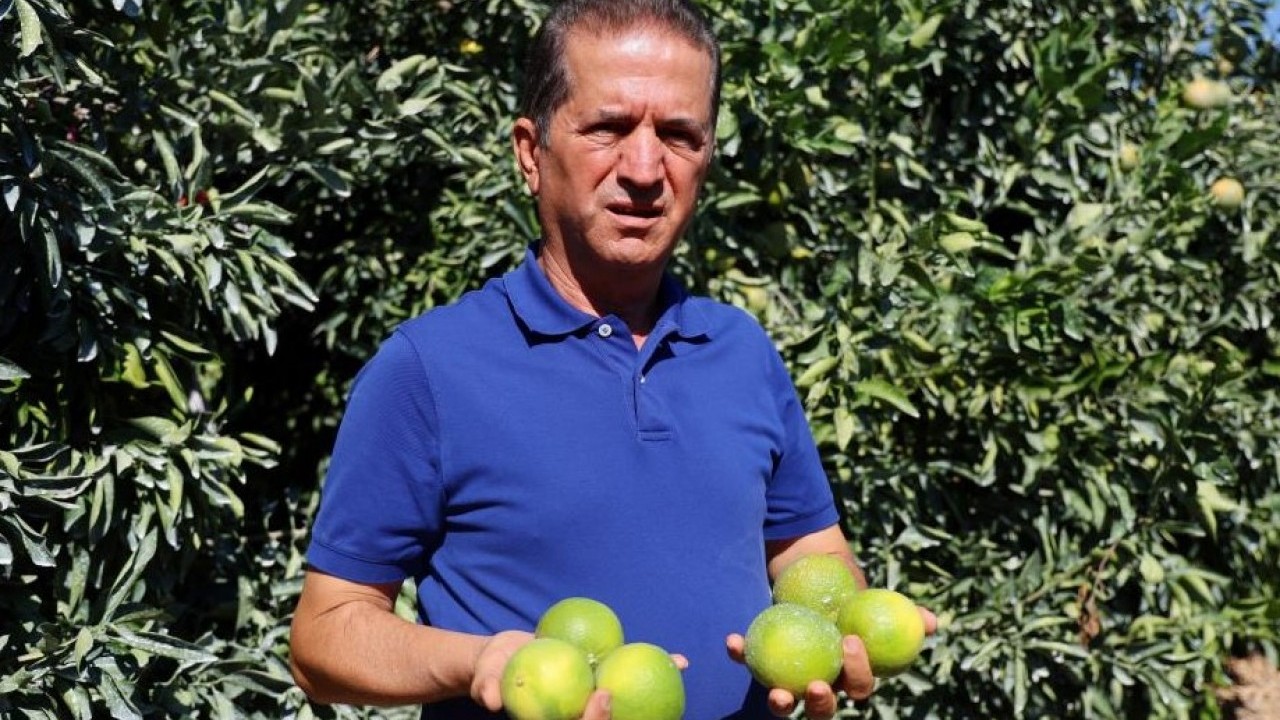 Foto - Bu sene yüzleri güldürecek! Mandalina hasadı verimli geçti