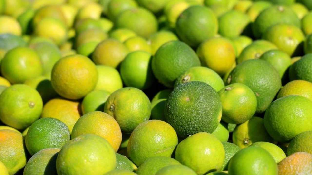 Foto - Bu sene yüzleri güldürecek! Mandalina hasadı verimli geçti