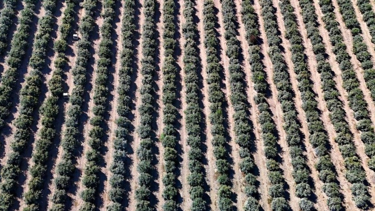 Foto - Bu sene yüzleri güldürecek! Mandalina hasadı verimli geçti
