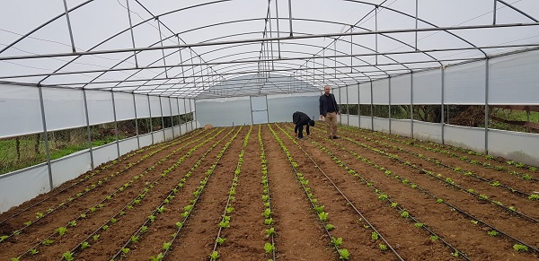 Foto - Bu seralar ilçeye 16 milyon TL kazandırıyor