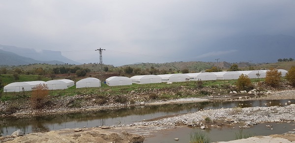 Foto - Bu seralar ilçeye 16 milyon TL kazandırıyor