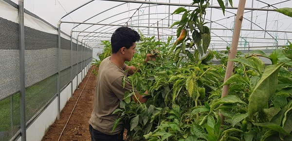 Foto - Bu seralar ilçeye 16 milyon TL kazandırıyor