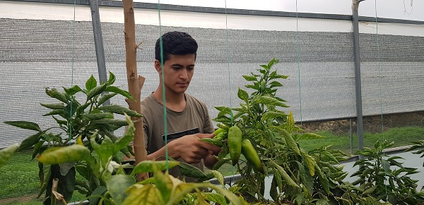 Foto - Bu seralar ilçeye 16 milyon TL kazandırıyor