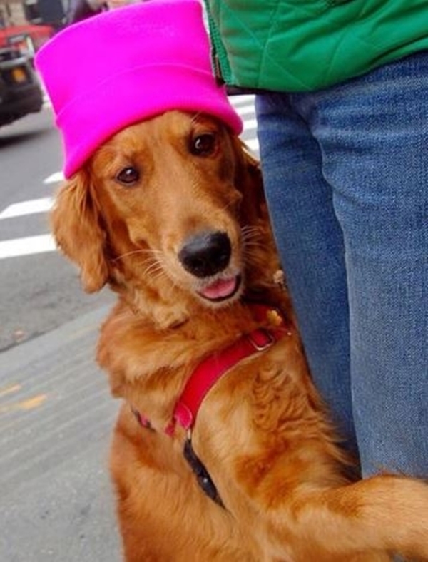 Foto - Bu sevimli köpeğin ilginç bir takıntısı var!