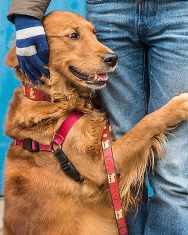 Foto - Bu sevimli köpeğin ilginç bir takıntısı var!