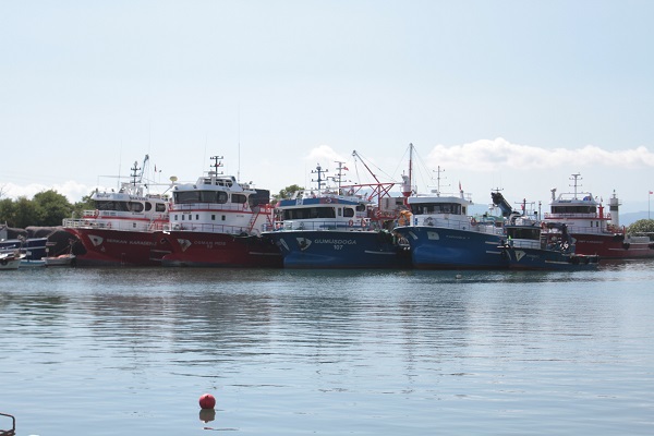 Foto - "Bu sezon hamsi yılı olacak"