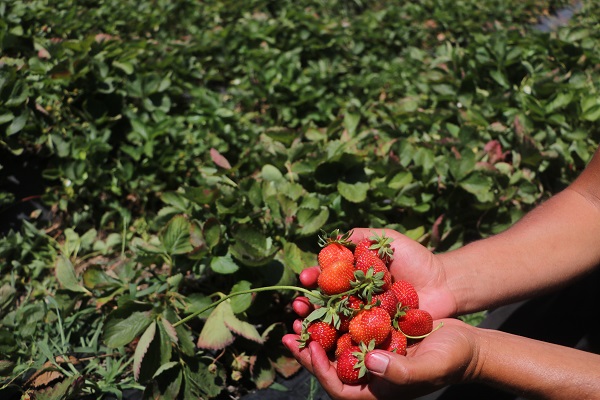 Foto - Bu sıcağa can dayanmaz! 40 derecenin altında hasat telaşı