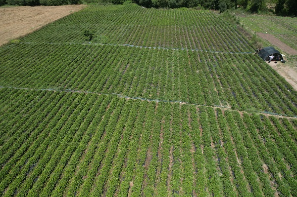 Foto - Bu sıcağa can dayanmaz! 40 derecenin altında hasat telaşı