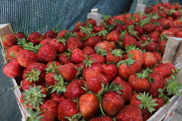 Foto - Bu sıcağa can dayanmaz! 40 derecenin altında hasat telaşı