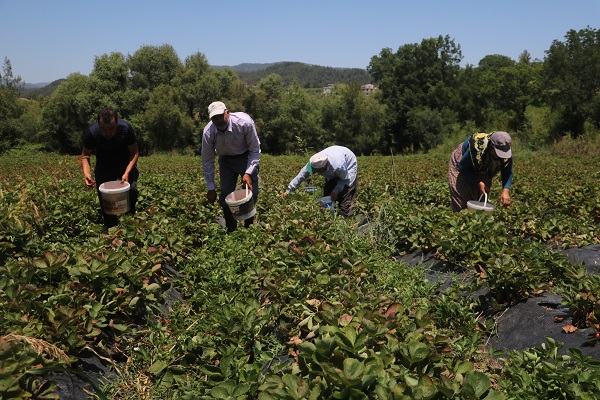 Foto - Bu sıcağa can dayanmaz! 40 derecenin altında hasat telaşı