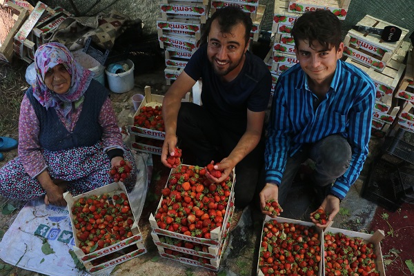 Foto - Bu sıcağa can dayanmaz! 40 derecenin altında hasat telaşı