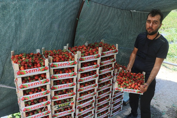 Foto - Bu sıcağa can dayanmaz! 40 derecenin altında hasat telaşı