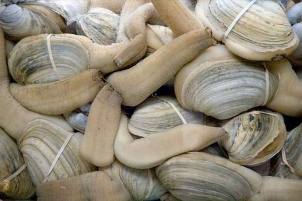 Foto - Bu sıra dışı hayvanlar sizi hayrete düşürecek!