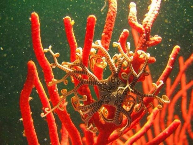 Foto - Bu sıra dışı hayvanlar sizi hayrete düşürecek!