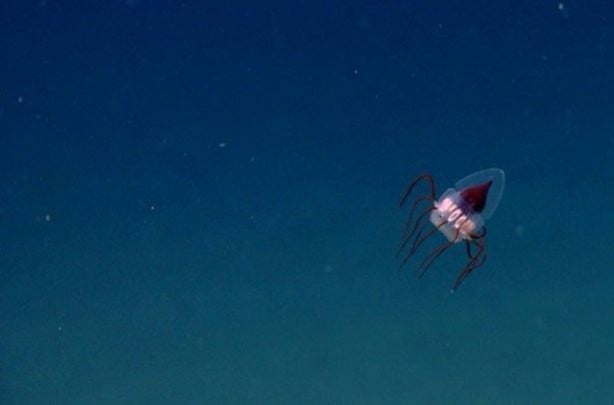Foto - Bu sıra dışı hayvanlar sizi hayrete düşürecek!