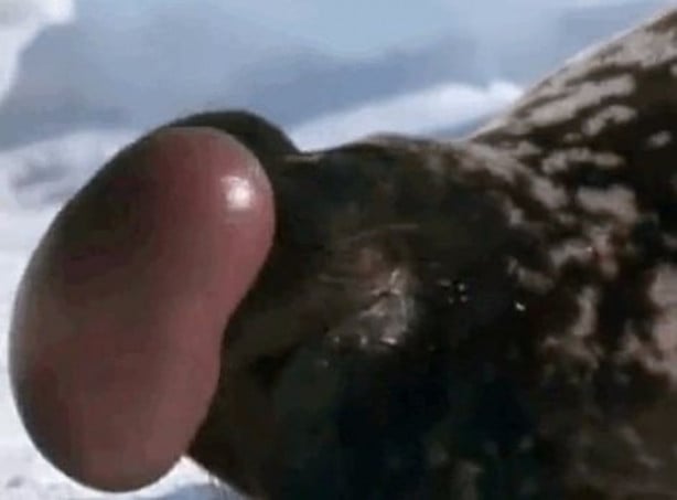 Foto - Bu sıra dışı hayvanlar sizi hayrete düşürecek!