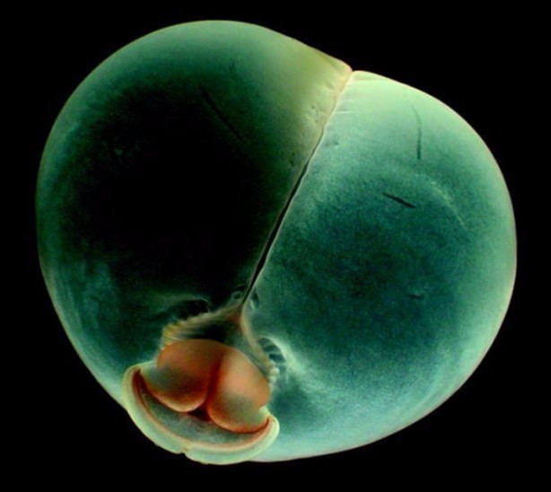 Foto - Bu sıra dışı hayvanlar sizi hayrete düşürecek!