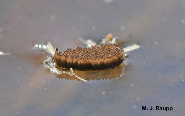 Foto - Bu sivrisinek kör ediyor! Uzman doktor uyardı