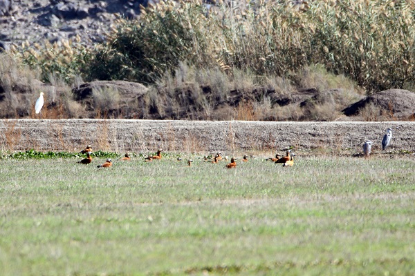 Foto - Bu sulak alan 46 kuş türünün mola noktası oldu