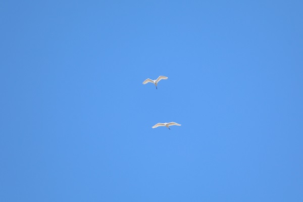 Foto - Bu sulak alan 46 kuş türünün mola noktası oldu