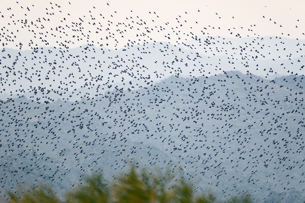 Foto - Bu sulak alan 46 kuş türünün mola noktası oldu