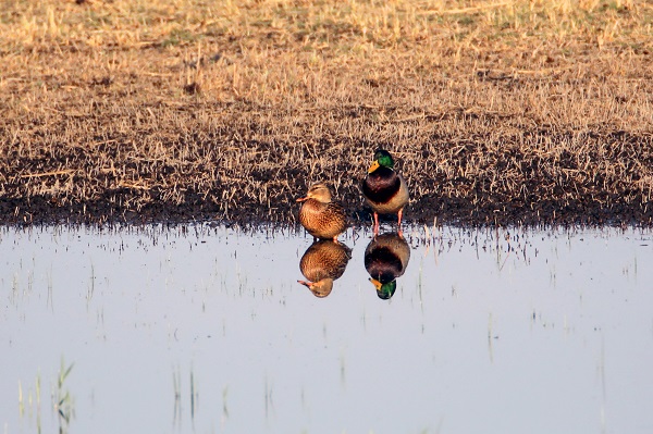 Foto - Bu sulak alan 46 kuş türünün mola noktası oldu