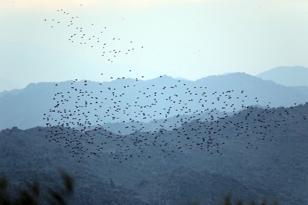Foto - Bu sulak alan 46 kuş türünün mola noktası oldu