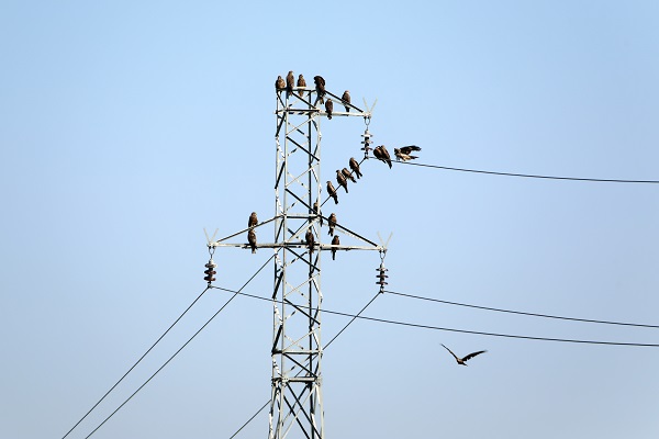 Foto - Bu sulak alan 46 kuş türünün mola noktası oldu