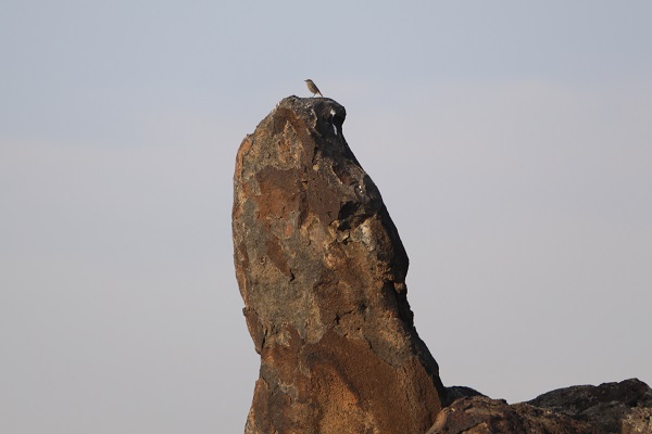 Foto - Bu sulak alan 46 kuş türünün mola noktası oldu