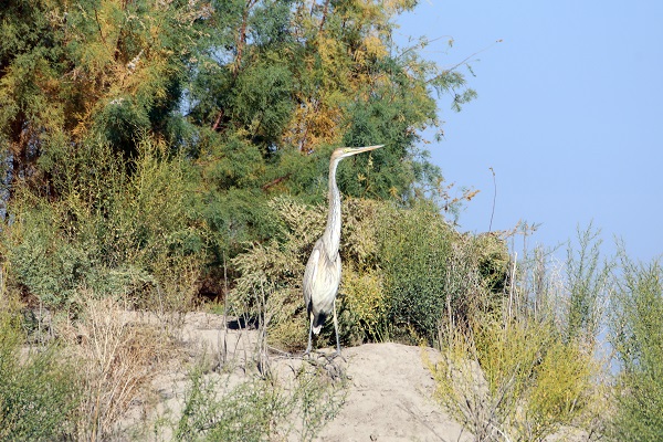 Foto - Bu sulak alan 46 kuş türünün mola noktası oldu